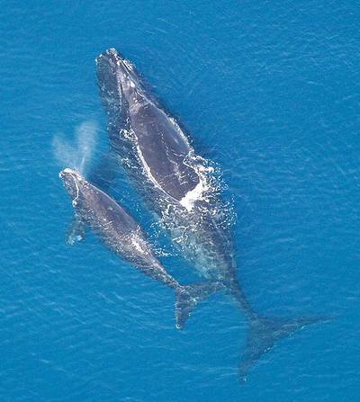 WIKIPEDIA 536px-Eubalaena glacialis with calf DL CSG 211012.jpg